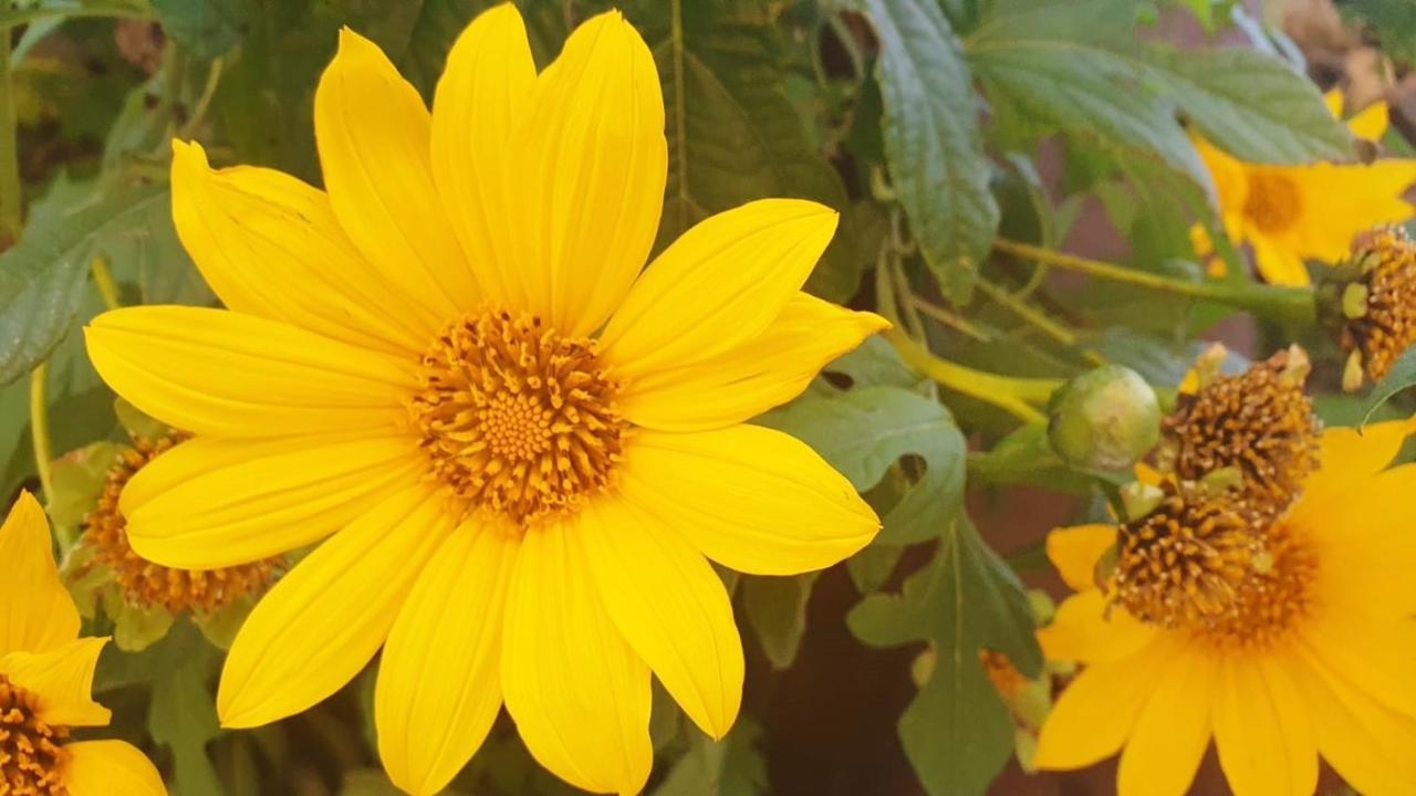 Finca Maracuya إل باسو المظهر الخارجي الصورة